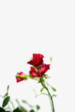 Red Drift® Rose - Tree Form -The Tree Center Red Drift Rose Tree Form 5G 02 600x900 1