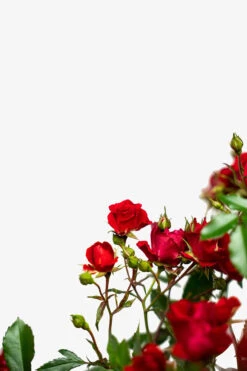 Red Drift® Rose - Tree Form -The Tree Center Red Drift Rose Tree Form 5G 04 600x900 1