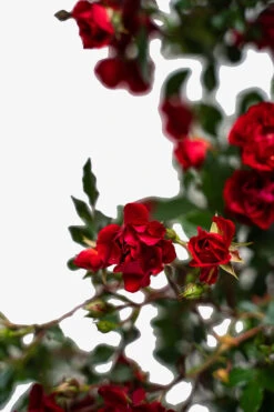 Red Drift® Rose - Tree Form -The Tree Center Red Drift Rose Tree Form 5G 05 600x900 1