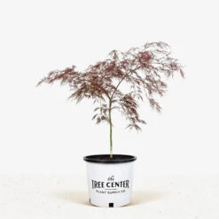 Red Filigree Lace Japanese Maple -The Tree Center Red Filigree Lace Japanese Maple 5G 01 1 600x600 1