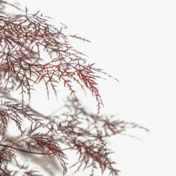 Red Filigree Lace Japanese Maple -The Tree Center Red Filigree Lace Japanese Maple 5G 02 copy 2 600x600 1