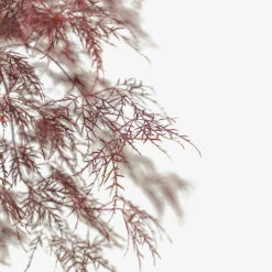 Red Filigree Lace Japanese Maple