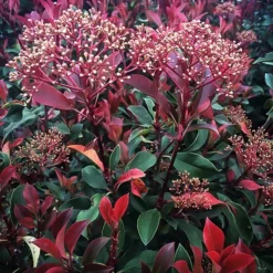 Red Fury™ Photinia -The Tree Center Red Fury Photinia 1 copy jpg webp