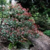 Red Fury™ Photinia