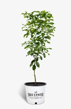 Rio Red Grapefruit Tree 9 Rio Red Grapefruit Tree -The Tree Center Red Grapefruit 01 600x920 1