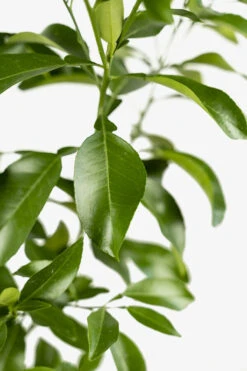 Rio Red Grapefruit Tree 8 Rio Red Grapefruit Tree -The Tree Center Red Grapefruit 02 600x900 1