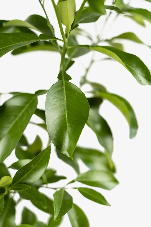 Rio Red Grapefruit Tree 4 Rio Red Grapefruit Tree - Image 4