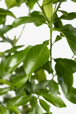 Rio Red Grapefruit Tree 7 Rio Red Grapefruit Tree -The Tree Center Red Grapefruit 04 600x900 1