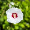 Red Heart Hardy Hibiscus