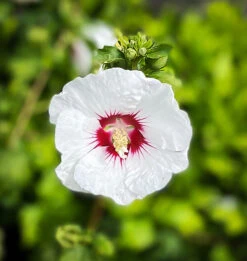 Red Heart Hardy Hibiscus