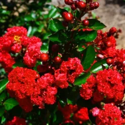 Red Magic Crape Myrtle -The Tree Center Red Magic Crape Myrtle 4 copy jpg webp