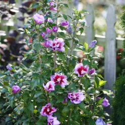 Red Pillar® Hardy Hibiscus -The Tree Center Red Pillar Hardy Hibiscus 3 copy jpg