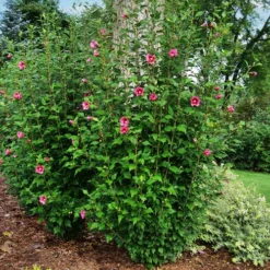 Red Pillar® Hardy Hibiscus -The Tree Center Red Pillar Hardy Hibiscus 4 copy jpg