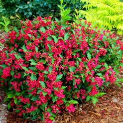 Red Prince Weigela