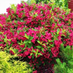 Red Prince Weigela -The Tree Center Red Prince Weigela 2 copy jpg webp