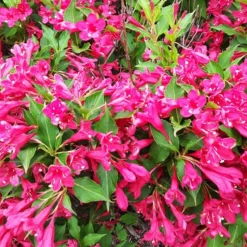 Red Prince Weigela -The Tree Center Red Prince Weigela 4 copy jpg webp