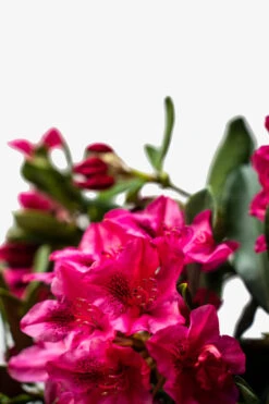 Nova Zembla Rhododendron -The Tree Center Red Rhododendron Nova Zembla 5G 02 600x900 1