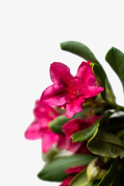 Nova Zembla Rhododendron -The Tree Center Red Rhododendron Nova Zembla 5G 05 600x900 1