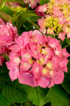 Red Sensation Hydrangea -The Tree Center Red Sensation Hydrangea 3G 10 copy 600x900 1