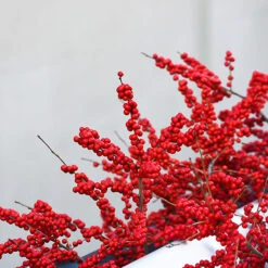 Red Sprite™ Winterberry Holly -The Tree Center Red Sprite Winterberry 1 600x600 1