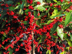 Red Sprite™ Winterberry Holly -The Tree Center Red Sprite Winterberry 2 copy 600x450 1