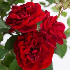Red Sunblaze® Miniature Rose - Tree Form -The Tree Center Red Sunblaze Miniature Rose Tree Form 2 copy jpg