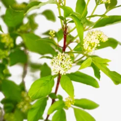 Red Twig Dogwood -The Tree Center Red Twig Dogwood 7G 04 copy 600x600 1