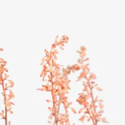 Texas Red Yucca 7 Texas Red Yucca -The Tree Center Red Yucca 3G 02 copy 600x600 1