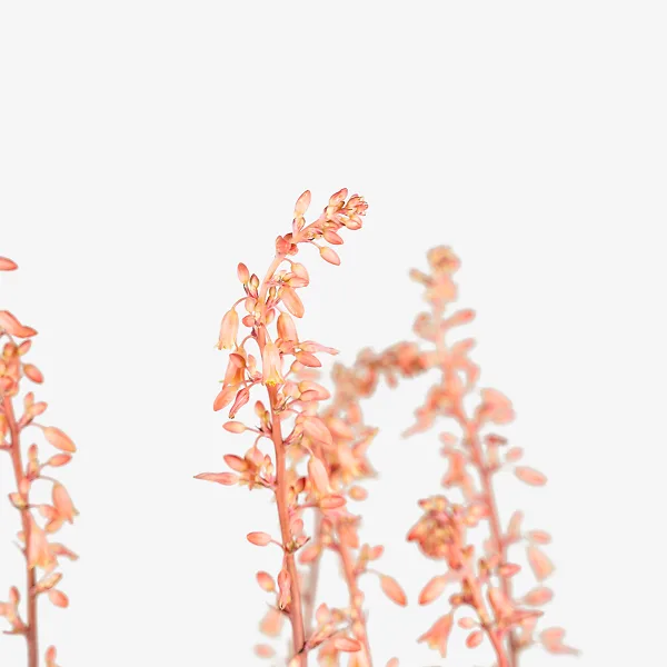 Texas Red Yucca 3 Texas Red Yucca - Image 3