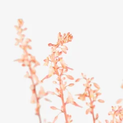 Texas Red Yucca 9 Texas Red Yucca -The Tree Center Red Yucca 3G 04 copy 600x600 1