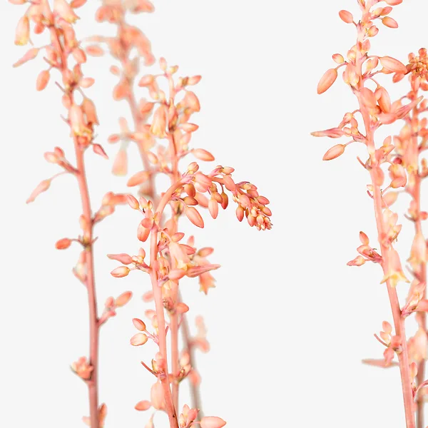 Texas Red Yucca 2 Texas Red Yucca - Image 2