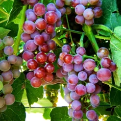 Reliance Pink Seedless Grape -The Tree Center Reliance Grapes 2 copy jpg