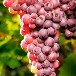 Reliance Pink Seedless Grape -The Tree Center Reliance Grapes 3 copy jpg webp