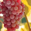 Reliance Pink Seedless Grape