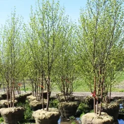 Renaissance Oasis® Birch -The Tree Center Renaissance Oasis Birch 2 copy jpg webp