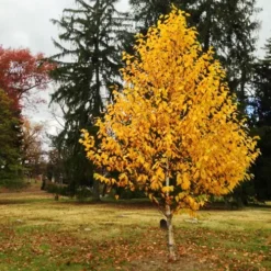 Renaissance Oasis® Birch -The Tree Center Renaissance Oasis Birch 3 copy jpg webp