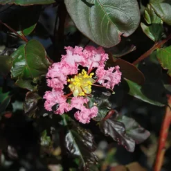 Rhapsody In Pink® Crape Myrtle -The Tree Center Rhapsody In Pink Crape Myrtle 2 copy jpg webp