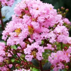 Rhapsody In Pink® Crape Myrtle -The Tree Center Rhapsody In Pink Crape Myrtle 3 copy jpg webp