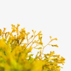 Rheingold Arborvitae -The Tree Center Rheingold Arborvitae 5G 04 copy jpg 600x600 1