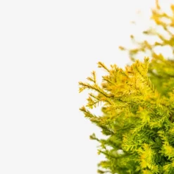 Rheingold Arborvitae -The Tree Center Rheingold Arborvitae 5G 05 copy jpg 600x600 1