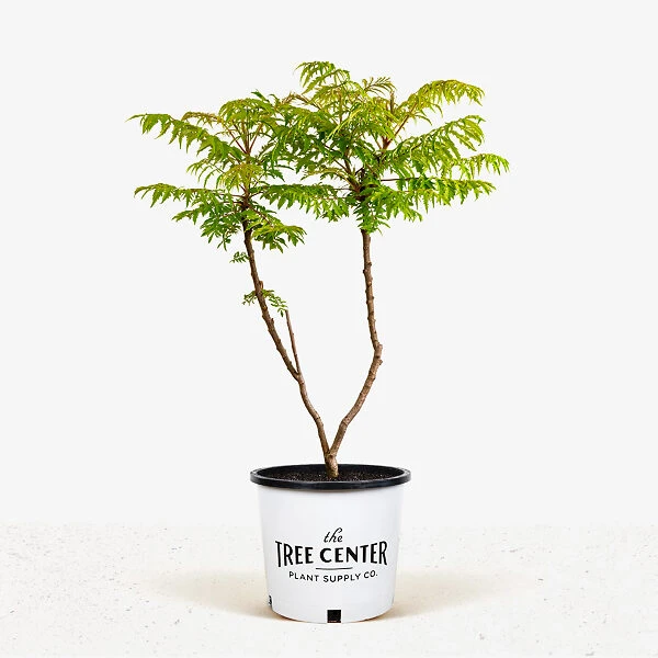 Rhus Tiger Eyes Sumac 2 Rhus Tiger Eyes Sumac - Image 2