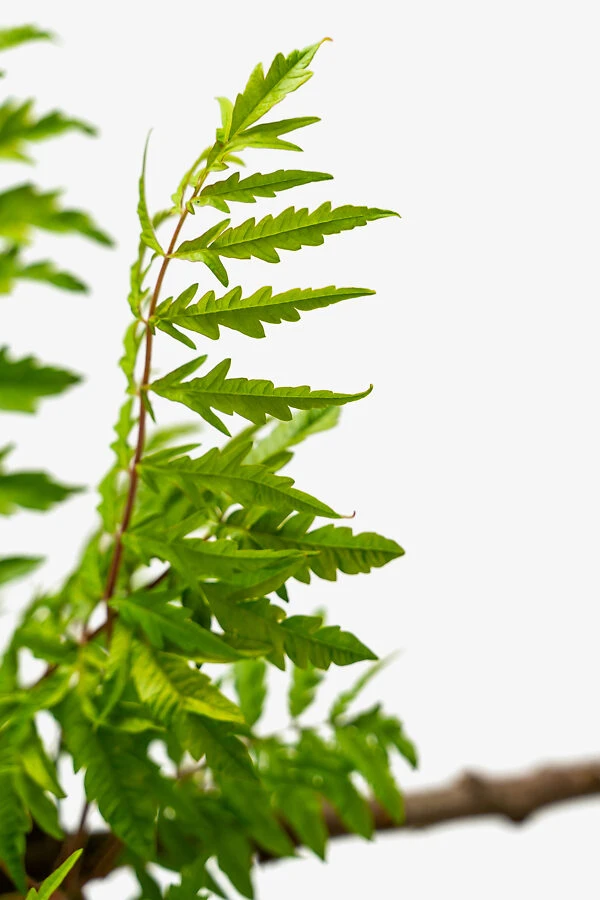 Rhus Tiger Eyes Sumac 1 Rhus Tiger Eyes Sumac