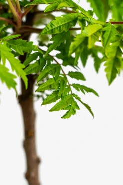 Rhus Tiger Eyes Sumac 9 Rhus Tiger Eyes Sumac -The Tree Center Rhus Tiger Eyes Sumac 5G 06 600x900 1