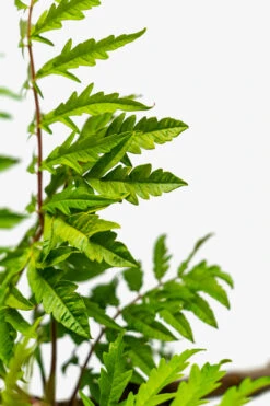 Rhus Tiger Eyes Sumac 8 Rhus Tiger Eyes Sumac -The Tree Center Rhus Tiger Eyes Sumac 5G 07 600x900 1