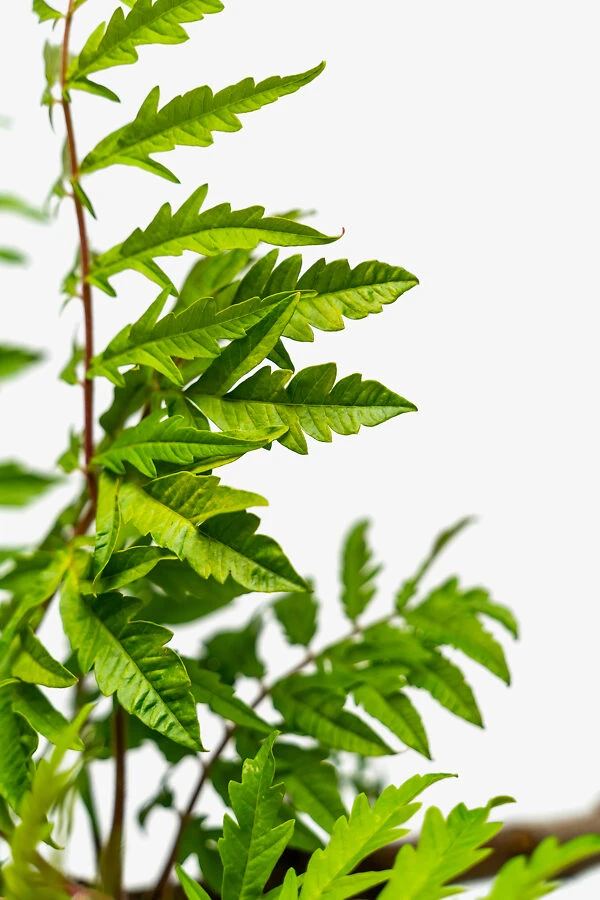 Rhus Tiger Eyes Sumac 4 Rhus Tiger Eyes Sumac - Image 4