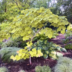 Rise 'N Shine Redbud -The Tree Center Rise N Shine Redbud 3 copy 600x600 1