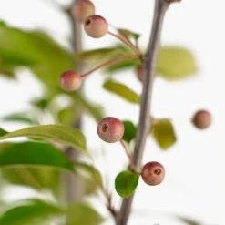 Robinson Crabapple Tree -The Tree Center Robinson Crabapple Tree 5G 07 copy 2 600x600 1