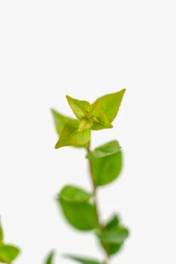 Rose Creek Abelia -The Tree Center Rose Creek Abelia 3G 04 copy 600x900 1