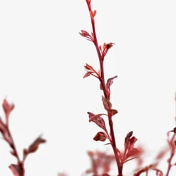 Rose Glow Barberry 9 Rose Glow Barberry -The Tree Center Rose Glow Barberry 3G 02 copy 600x600 1