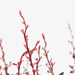 Rose Glow Barberry 7 Rose Glow Barberry -The Tree Center Rose Glow Barberry 3G 03 copy 600x600 1